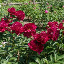 Location: Peony Garden at Nichols Arboretum, Ann Arbor, Michigan
Date: 2017-05-29
Bed 09 Adolphe Rousseau (3cd) Two mature plants in full bloom  Ta
