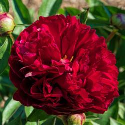 Location: Peony Garden at Nichols Arboretum, Ann Arbor, Michigan
Date: 2017-05-27
Bed 09 Adolphe Rousseau (3cd) Taken May 27, 2017