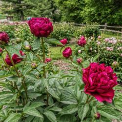 Location: Peony Garden at Nichols Arboretum, Ann Arbor, Michigan
Date: 2016-5-29
Bed 09 Adolphe Rousseau (3cd) Chosen to show buds, partially open