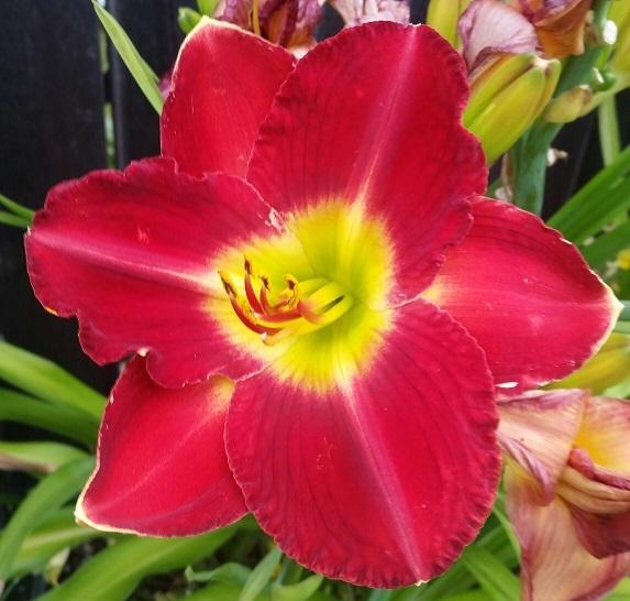 Photo of Daylily (Hemerocallis 'Passion for Red') uploaded by flowerpower35