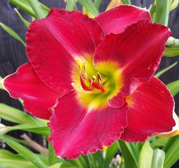 Photo of Daylily (Hemerocallis 'Passion for Red') uploaded by flowerpower35