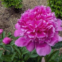 Location: Peony Garden at Nichols Arboretum, Ann Arbor, Michigan
Date: 2019-06-06
Bed 27 Alexander Fleming (1ef) You can see in this shot the color