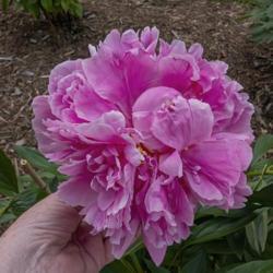 Location: Peony Garden at Nichols Arboretum, Ann Arbor, Michigan
Date: 2019-06-12
Bed 27 Alexander Fleming (1ef) I left part of my hand in this sho