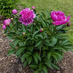 Location: Peony Garden at Nichols Arboretum, Ann Arbor, Michigan
Date: 2019-06-06
Bed 27 Alexander Fleming (1ef) These are young plants, planted fa