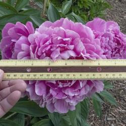 Location: Peony Garden at Nichols Arboretum, Ann Arbor, Michigan
Date: 2019-06-12
Bed 27 Alexander Fleming (1ef)  The ruler shows the main bloom is