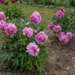 Location: Peony Garden at Nichols Arboretum, Ann Arbor, Michigan
Date: 2019-06-12
Bed 27 Alexander Fleming (1ef) This is the third year of growth a
