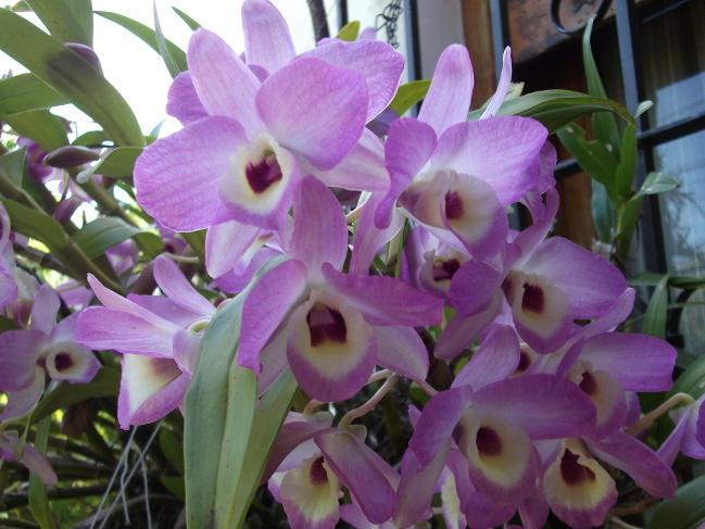 Photo of Orchid (Dendrobium nobile) uploaded by ceci