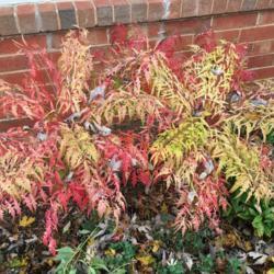 Location: In my garden in Oklahoma City, OK
Date: November 05, 2018
Rhus typhina 'Bailtiger' fall foliage color