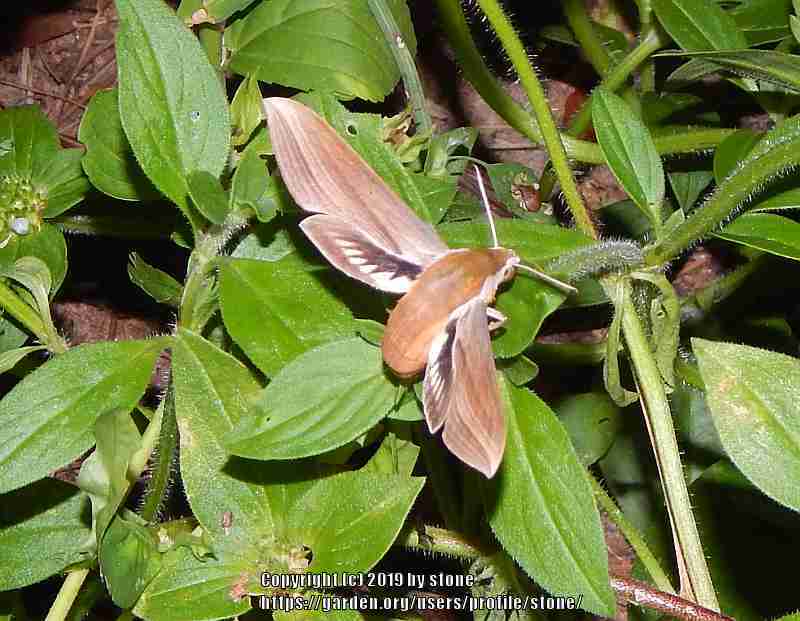 Photo of Mexican Clover (Richardia scabra) uploaded by stone