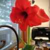 "LUCY" Red Amaryllis