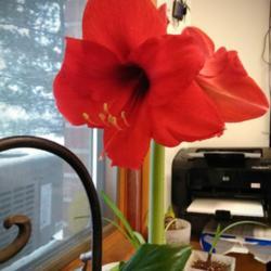 Location: Elkhart
Date: 2019-02-11
"LUCY" Red Amaryllis