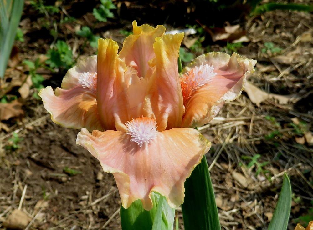 Photo of Standard Dwarf Bearded Iris (Iris 'Orange Obsession') uploaded by KentPfeiffer