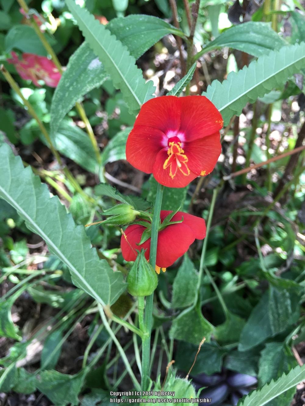 Photo of Noon Flower (Pentapetes phoenicea) uploaded by piksihk