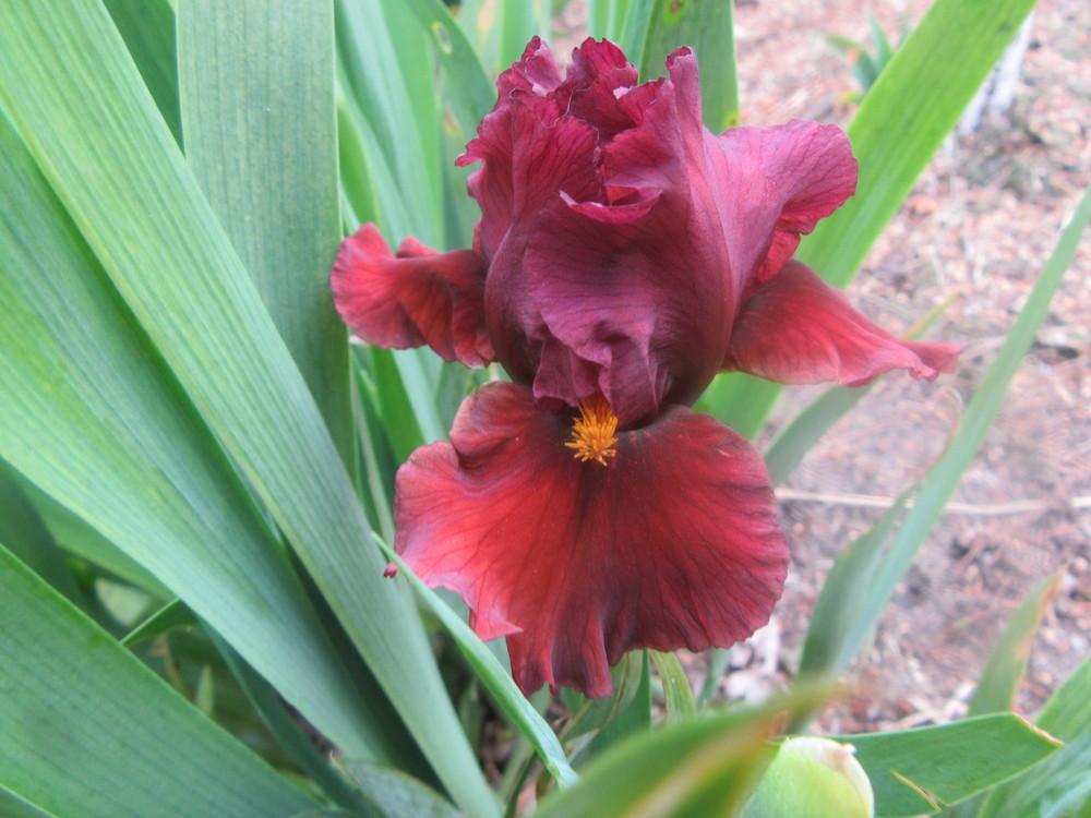 Photo of Standard Dwarf Bearded Iris (Iris 'Blazing Garnet') uploaded by tveguy3
