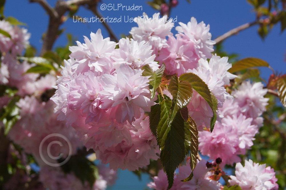Photo of Double Flowering Cherry (Prunus Weeping Extraordinaire™) uploaded by DaylilySLP