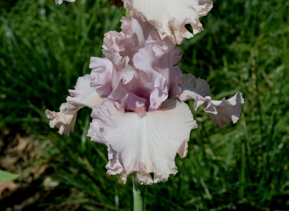 Photo of Tall Bearded Iris (Iris 'Bejeweled') uploaded by KentPfeiffer