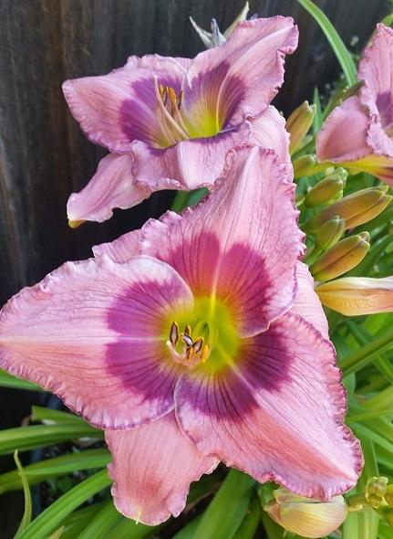 Photo of Daylily (Hemerocallis 'Sailing Against the Wind') uploaded by flowerpower35