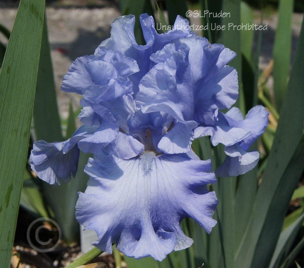Photo of Tall Bearded Iris (Iris 'Abiqua Falls') uploaded by DaylilySLP