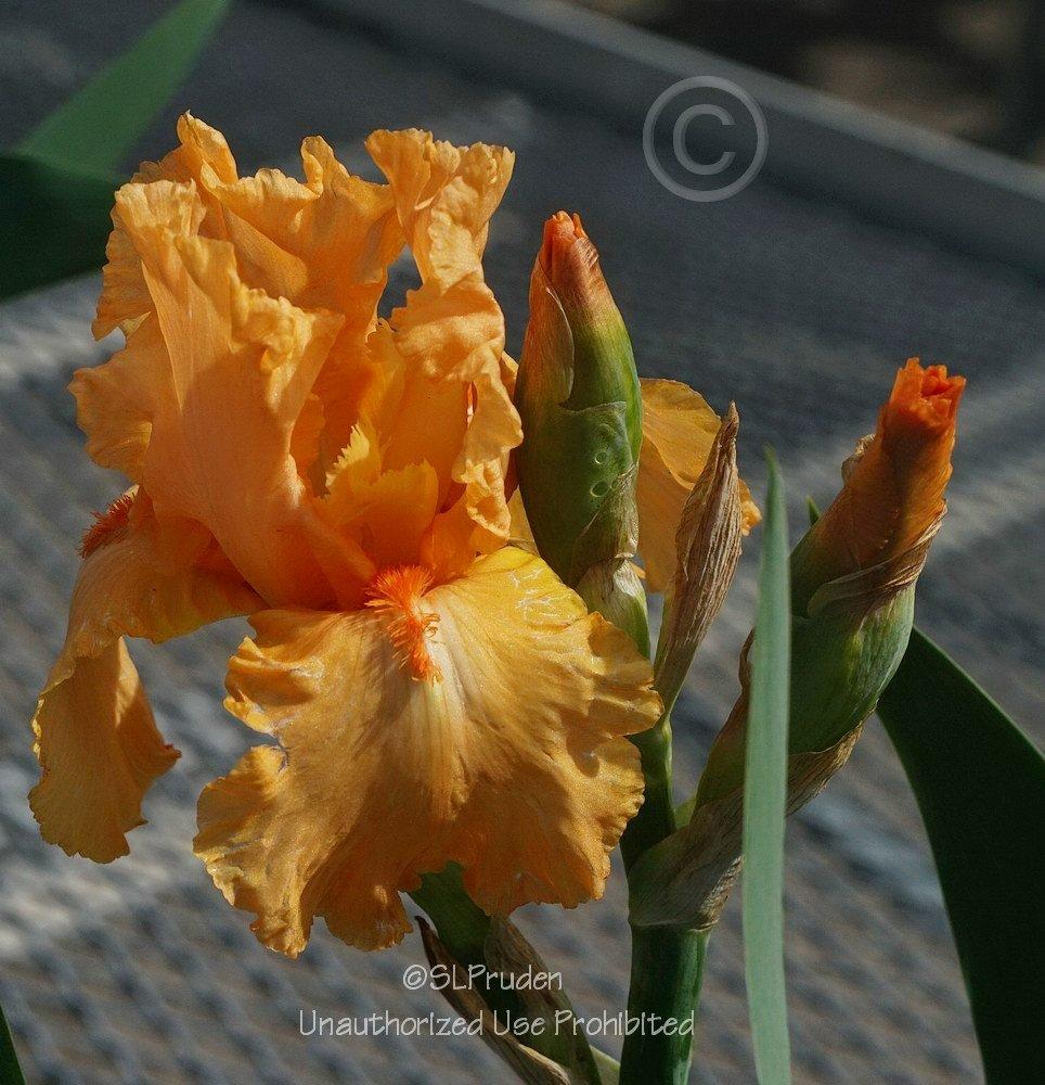 Photo of Tall Bearded Iris (Iris 'Orange Harvest') uploaded by DaylilySLP