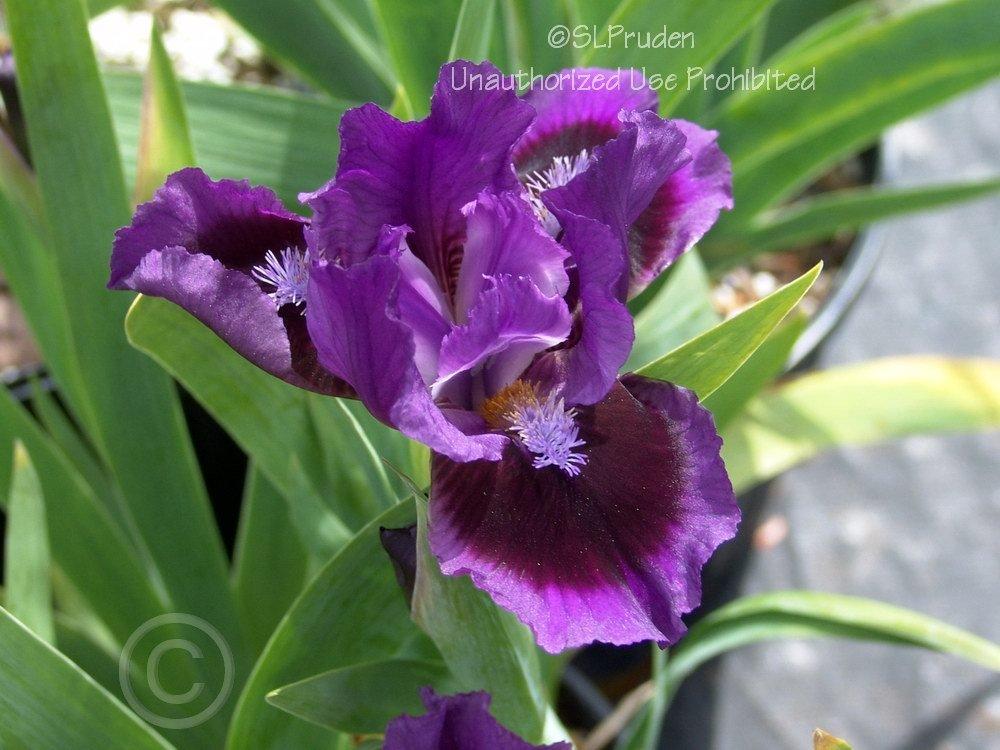 Photo of Standard Dwarf Bearded Iris (Iris 'Smart') uploaded by DaylilySLP