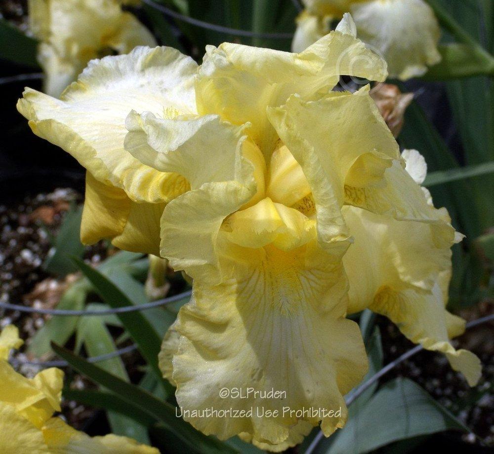 Photo of Tall Bearded Iris (Iris 'Summer Olympics') uploaded by DaylilySLP