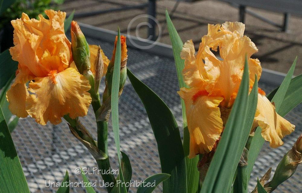 Photo of Tall Bearded Iris (Iris 'Orange Harvest') uploaded by DaylilySLP