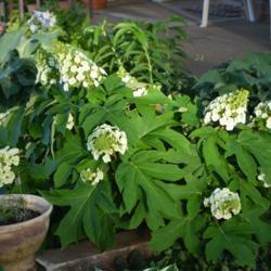 Location: In my garden in Oklahoma City
Date: 05-19-2019
Hydrangea (Hydrangea quercifolia 'Munchkin') 004