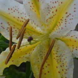 Location: In my garden in Oklahoma City
Date: 06-23-2019
Lilium auratum 'Gold Band' [Lily] 003