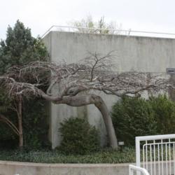 Location: The Myriad Gardens in Oklahoma City
Date: Spring, 2007
Ulmus glabra 'Camperdownii' [Weeping Scotch Elm] 004