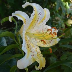 Location: In my garden in Oklahoma City
Date: 06-24-2019
Lilium auratum 'Gold Band' [Lily] 004