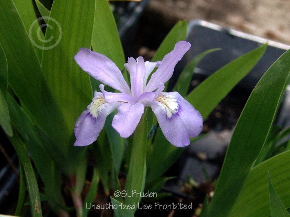 Photo of Species Iris (Iris cristata) uploaded by DaylilySLP