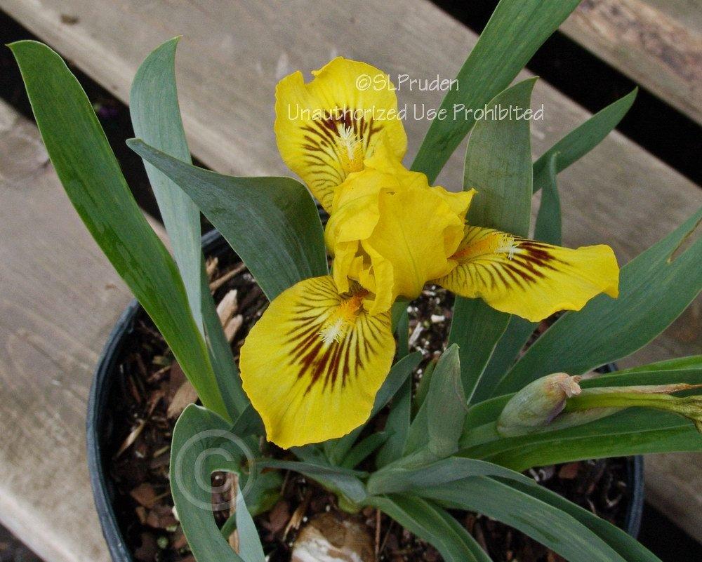 Photo of Standard Dwarf Bearded Iris (Iris 'Eyebright') uploaded by DaylilySLP