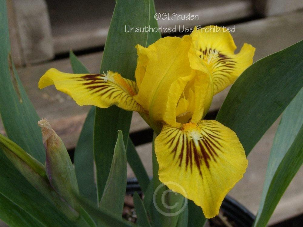 Photo of Standard Dwarf Bearded Iris (Iris 'Eyebright') uploaded by DaylilySLP
