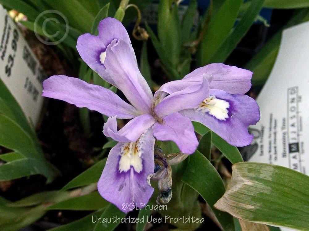 Photo of Species Iris (Iris cristata) uploaded by DaylilySLP