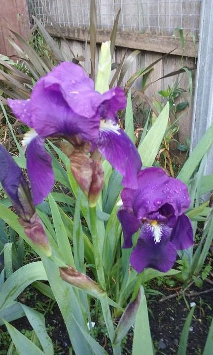 Photo of Intermediate Bearded Iris (Iris 'Eleanor Roosevelt') uploaded by Gardendaze00