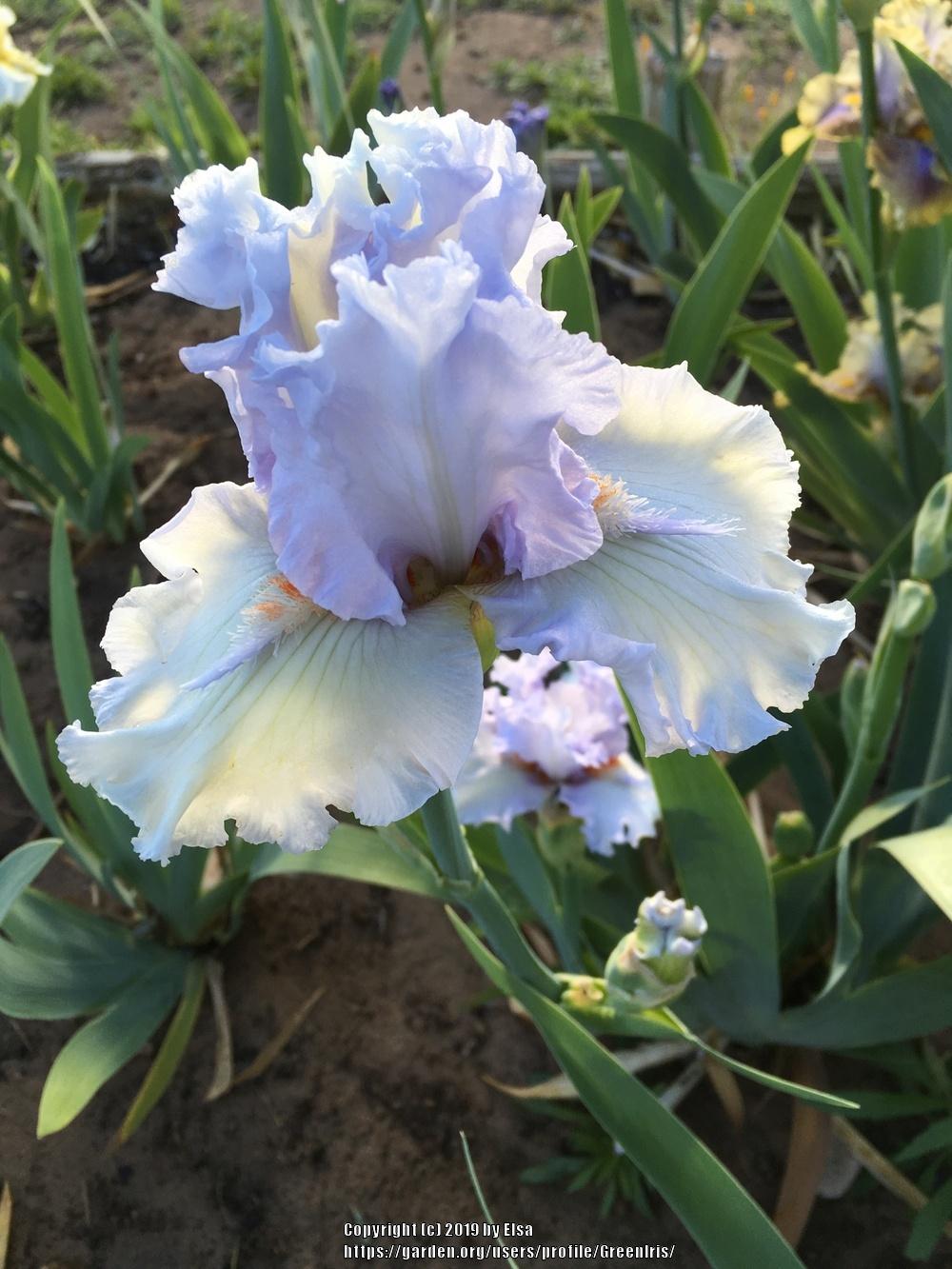 Photo of Tall Bearded Iris (Iris 'Pearls for Girls') uploaded by GreenIris