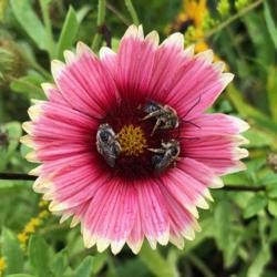 Location: Northeast Ohio
Date: 2019-09-07
This Gaillardia flower provided a bed for male long-horned bees