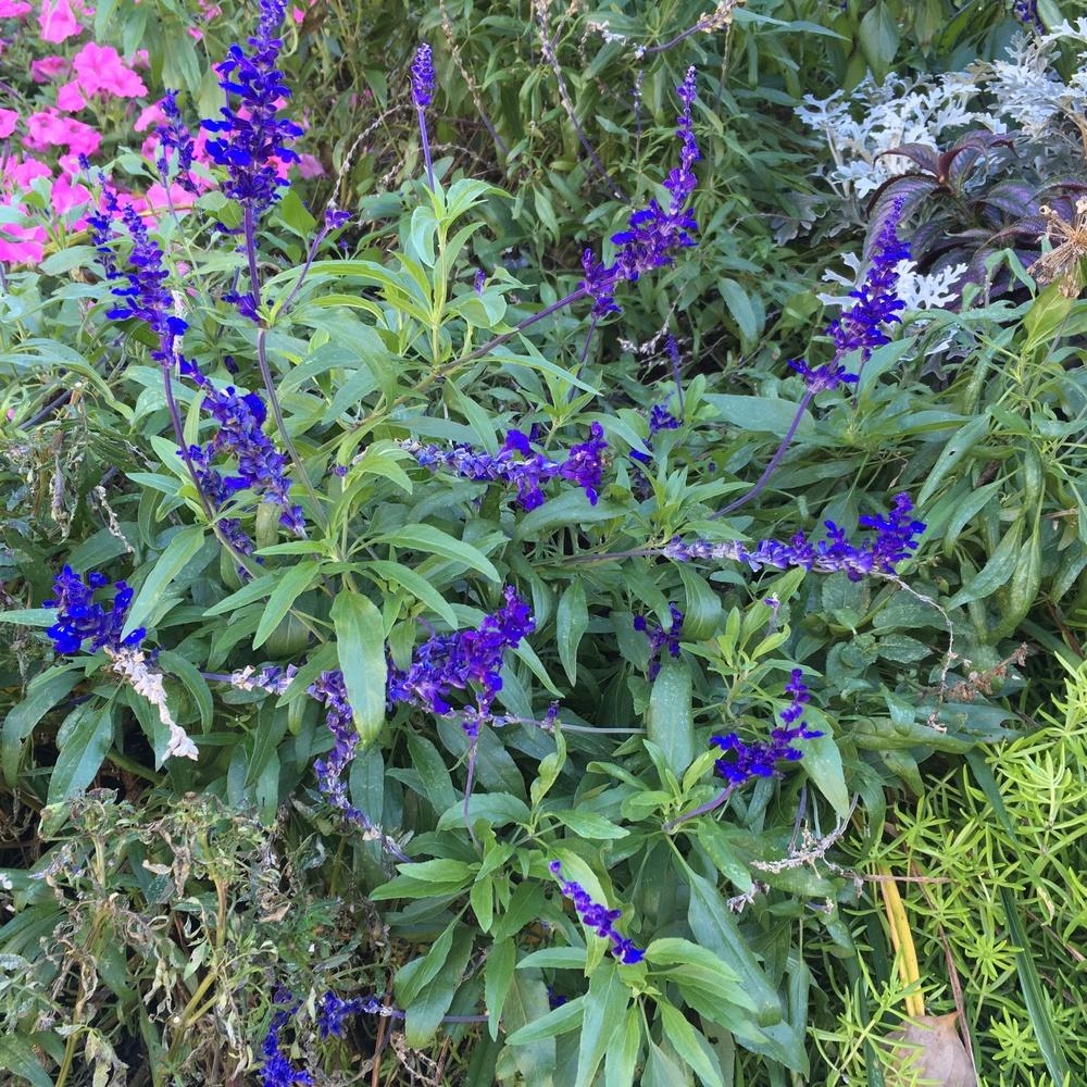 Photo of Mealycup Sage (Salvia farinacea 'Victoria Blue') uploaded by csandt