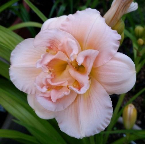 Photo of Daylily (Hemerocallis 'Siloam Double Classic') uploaded by flowerpower35