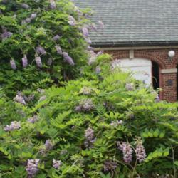 Location: In a church courtyard in Oklahoma City
Date: Spring, 2007
isteria frutescens [American Wisteria]  in OkC 002
