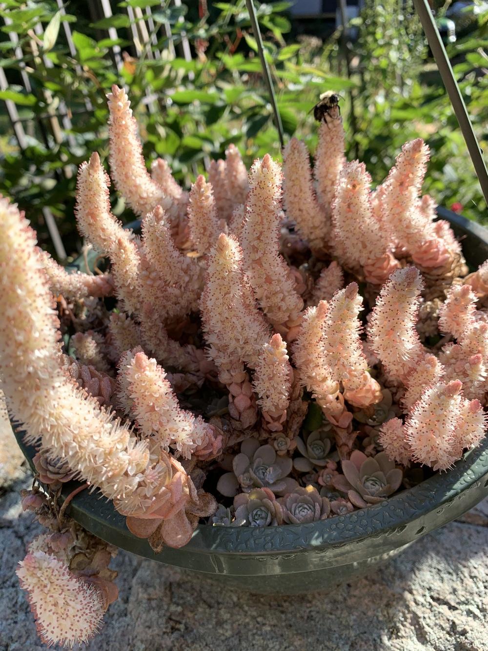 Photo of Dunce's Cap (Orostachys iwarenge) uploaded by TJWright333