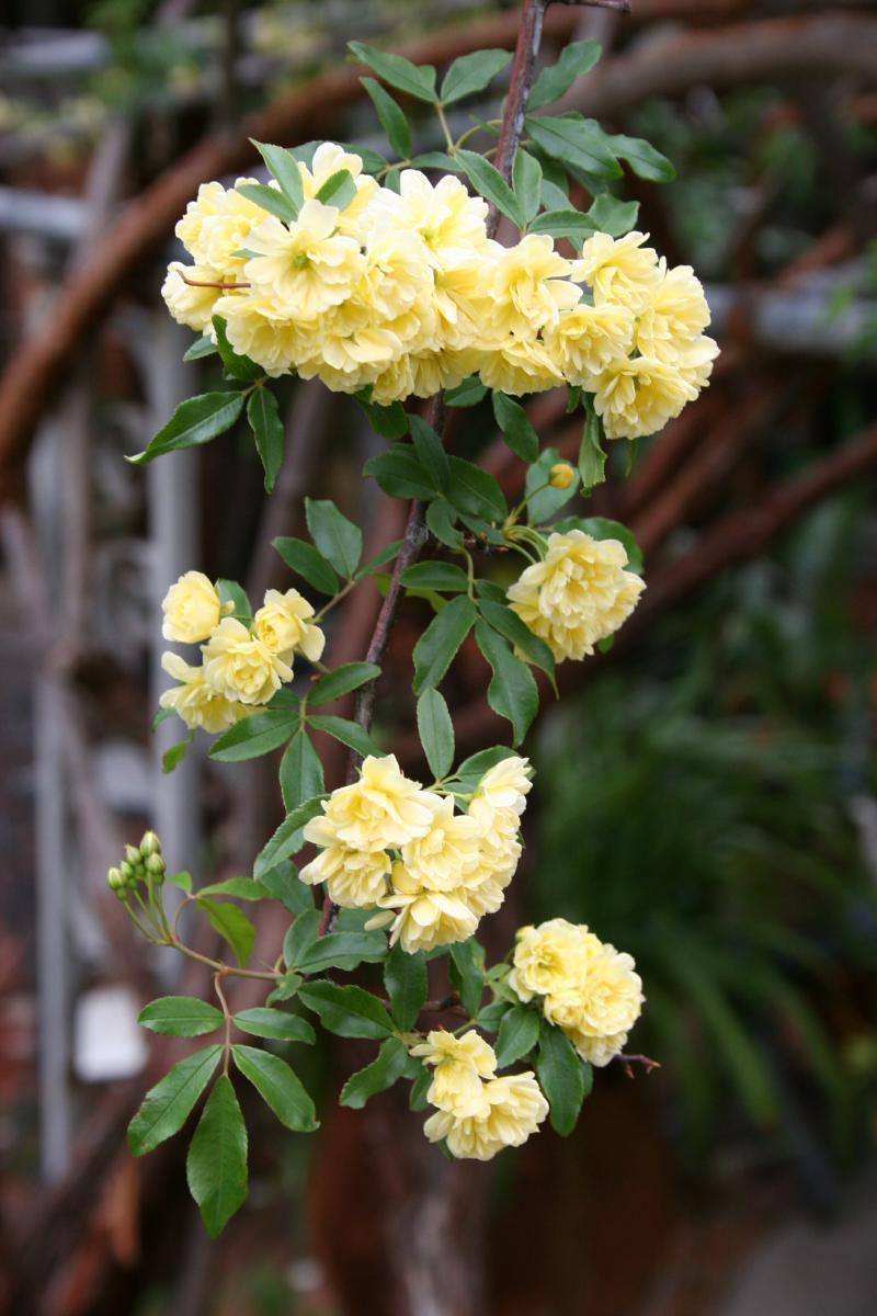 Photo of Lady Banks Yellow (Rosa banksiae 'Lutea') uploaded by jathton
