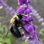 #pollination #bee