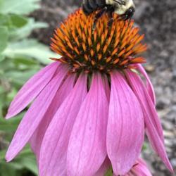 Location: My garden in Warrenville, SC
Date: 10-18-19
#pollination