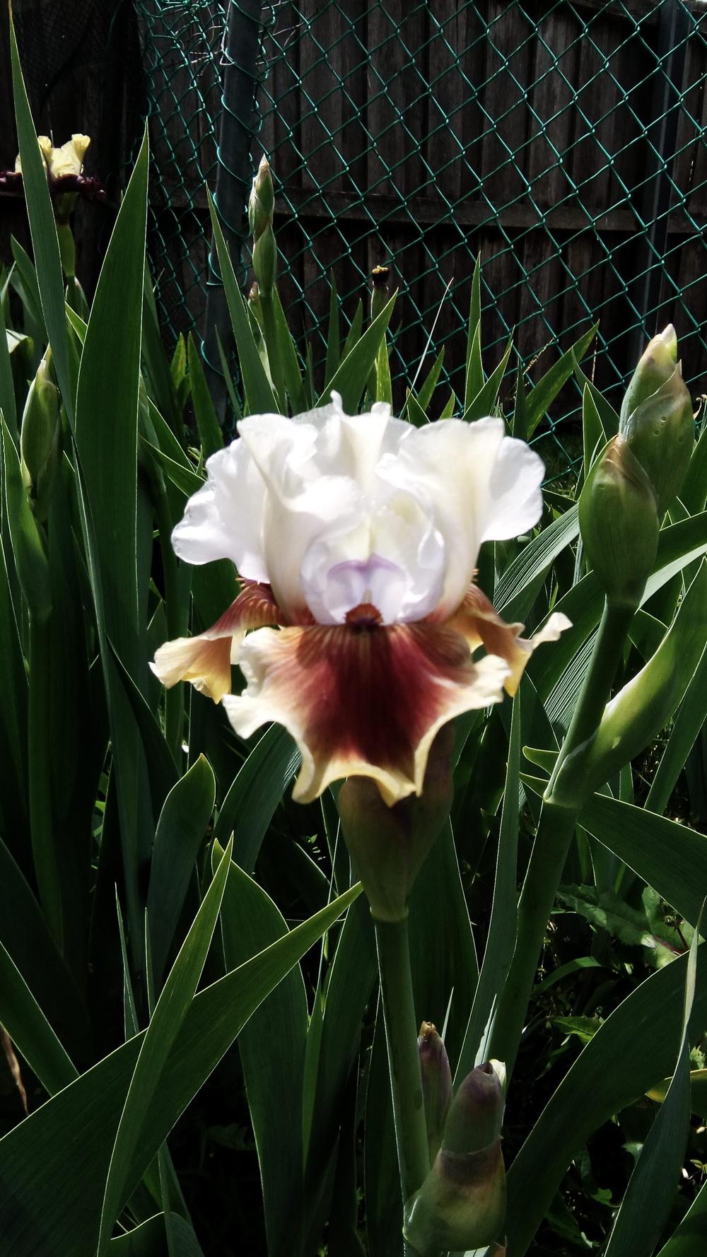 Photo of Intermediate Bearded Iris (Iris 'Party Boy') uploaded by Gardendaze00