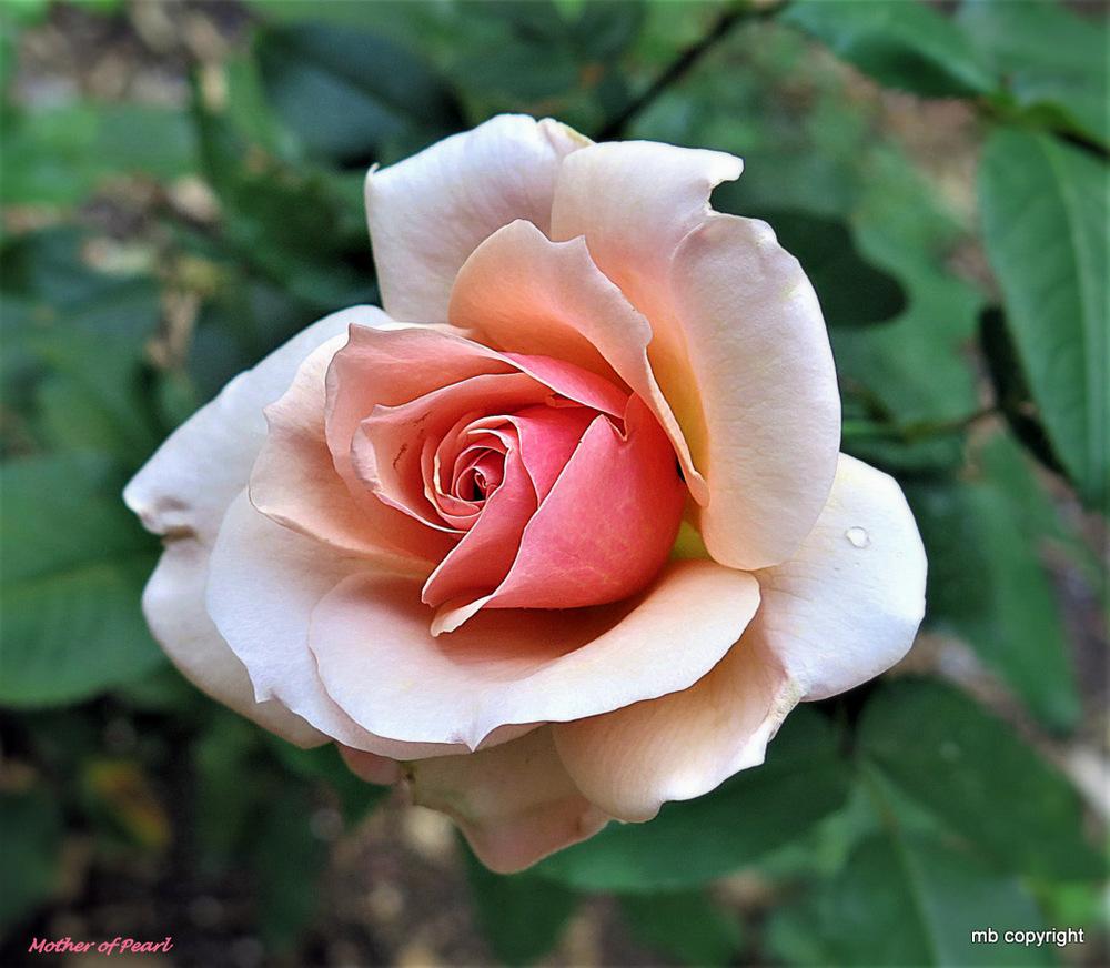 Photo of Rose (Rosa 'Mother of Pearl') uploaded by MargieNY