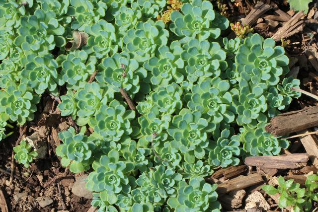 Photo of Afghan Stonecrop (Rhodiola pachyclada) uploaded by RuuddeBlock