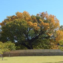 Location: At the Oklahoma City National Memorial
Date: 10-19-2019
The Survivor Tree - Ulmus americana [American Elm] in OkC 001