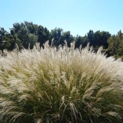 Location: At the Myriad Gardens in Oklahoma City
Date: 10-19-2019
Miscanthus sinensis 'Yaku Jima' [Dwarf Maiden Grass] in OkC 001