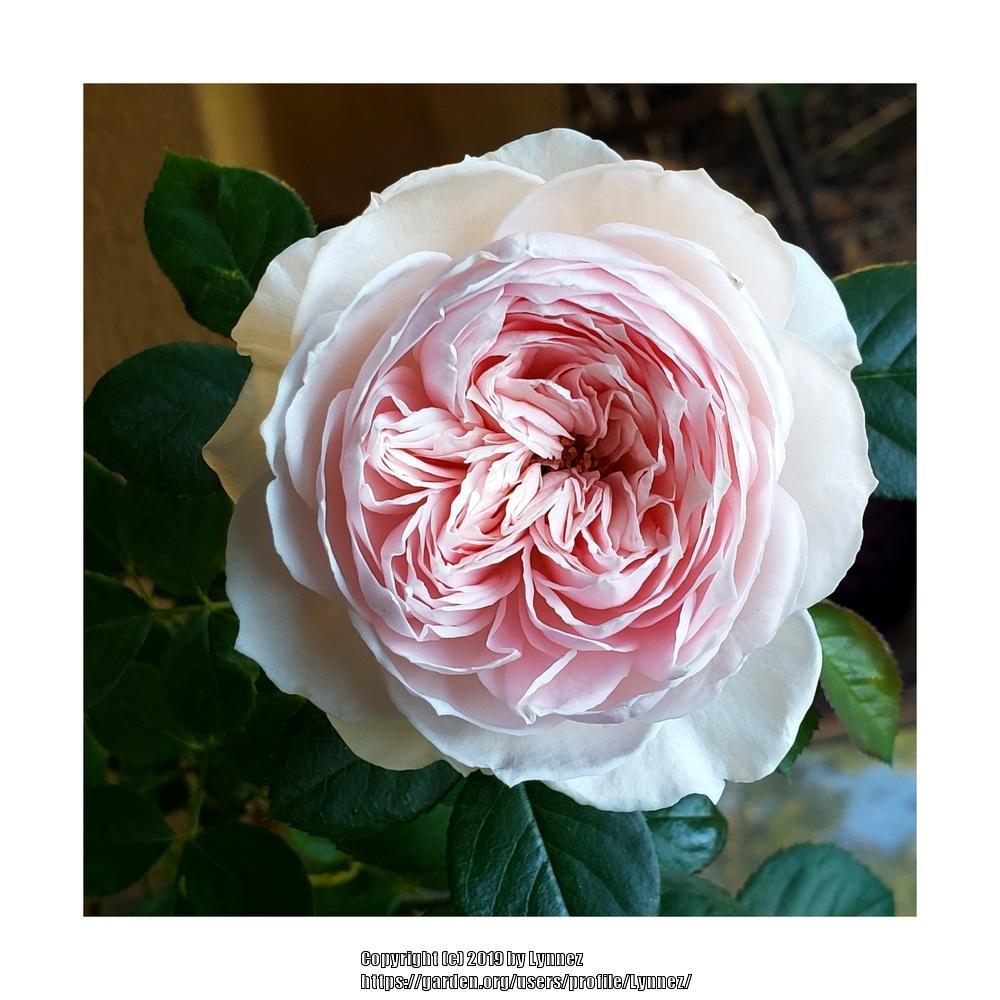 Photo of Rose (Rosa 'Earth Angel') uploaded by Lynnez